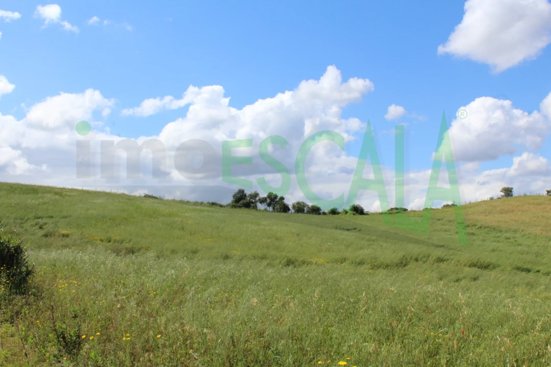 Terreno para Venda em Romeira e Várzea Foto 5