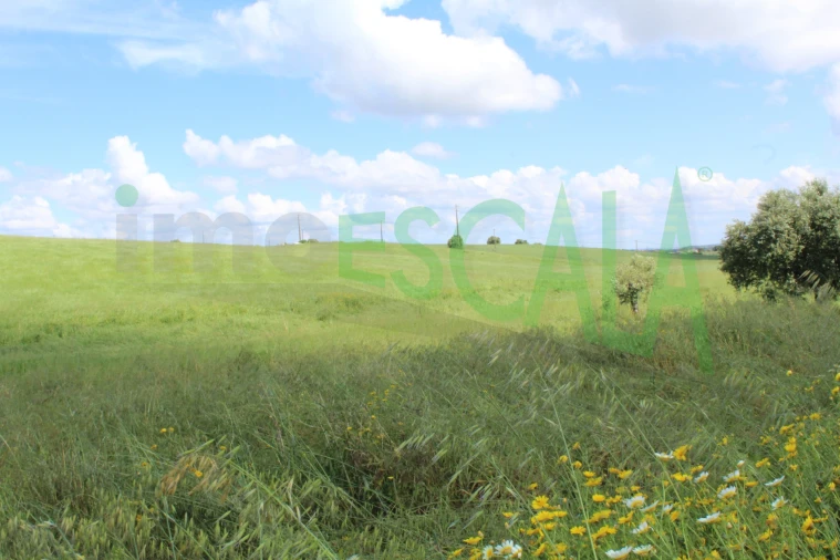 Terreno para Venda em Romeira e Várzea Foto 4