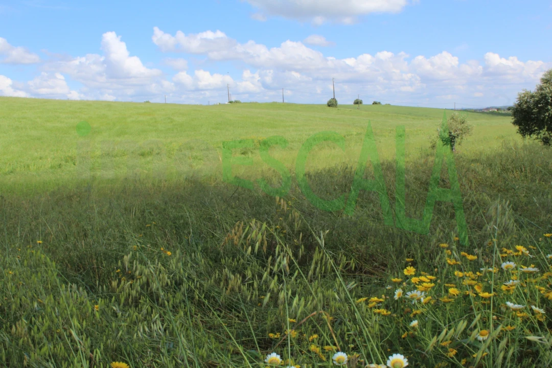 Terreno para Venda em Romeira e Várzea Foto 3