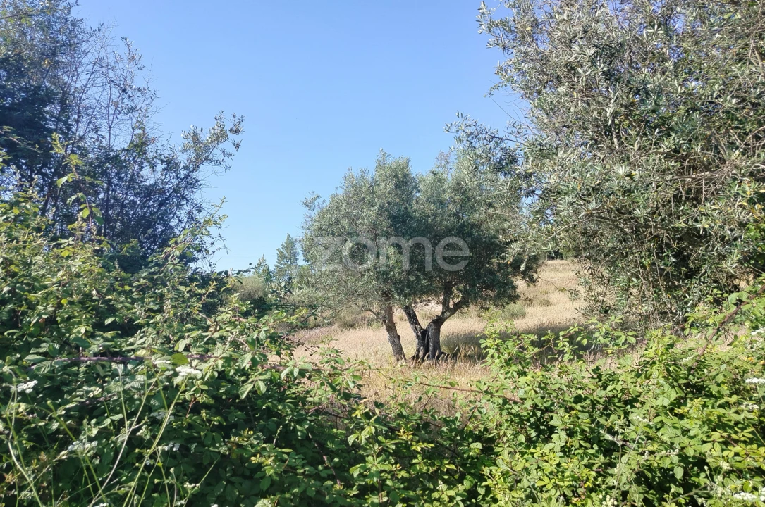 Terreno para Venda em Cunheira Foto 1