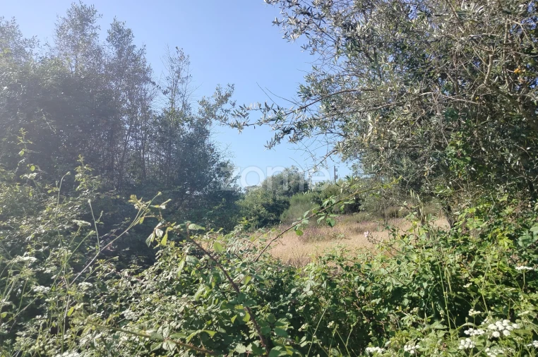 Terreno para Venda em Cunheira Foto 16