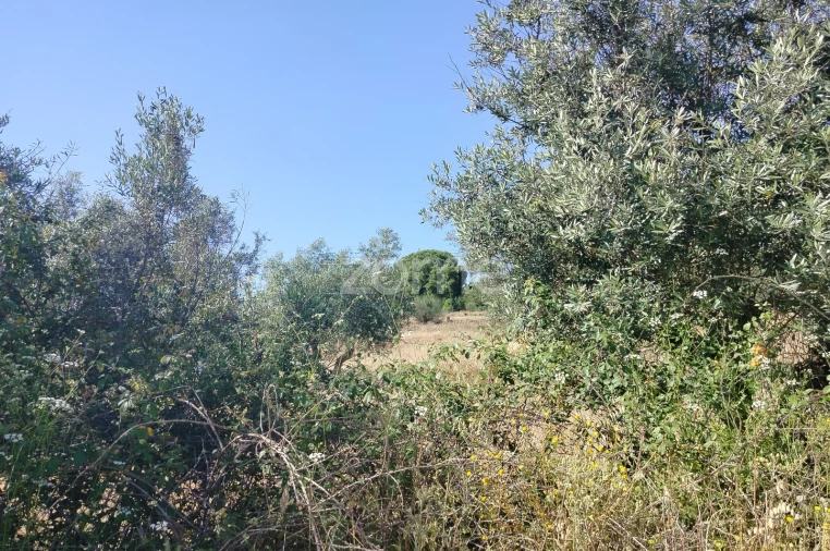 Terreno para Venda em Cunheira Foto 15