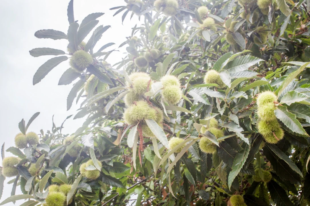 Terreno para Venda em São Roque Foto 6