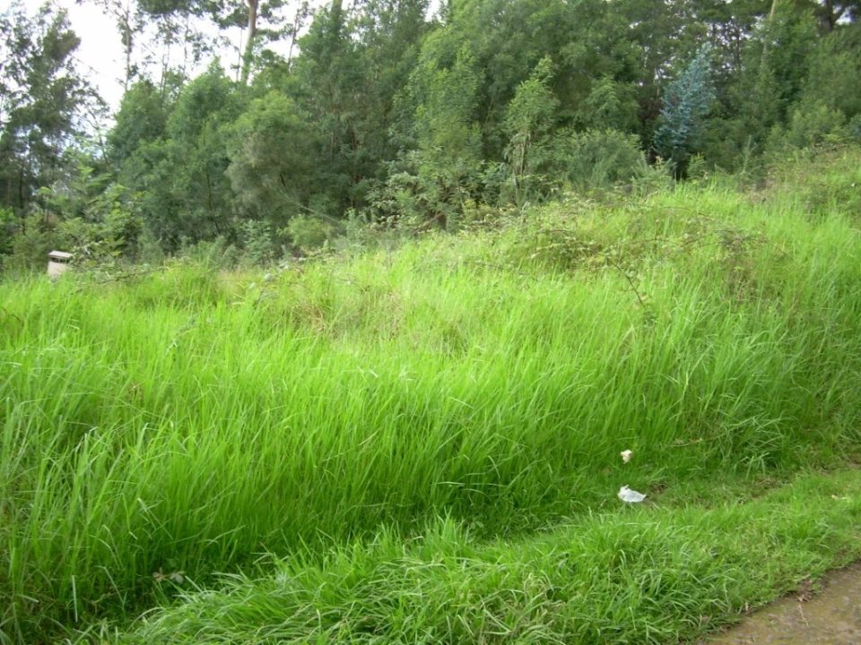 Terreno para Venda em São Gonçalo Foto 2