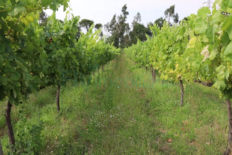 Terreno para Venda em Refontoura Foto 8