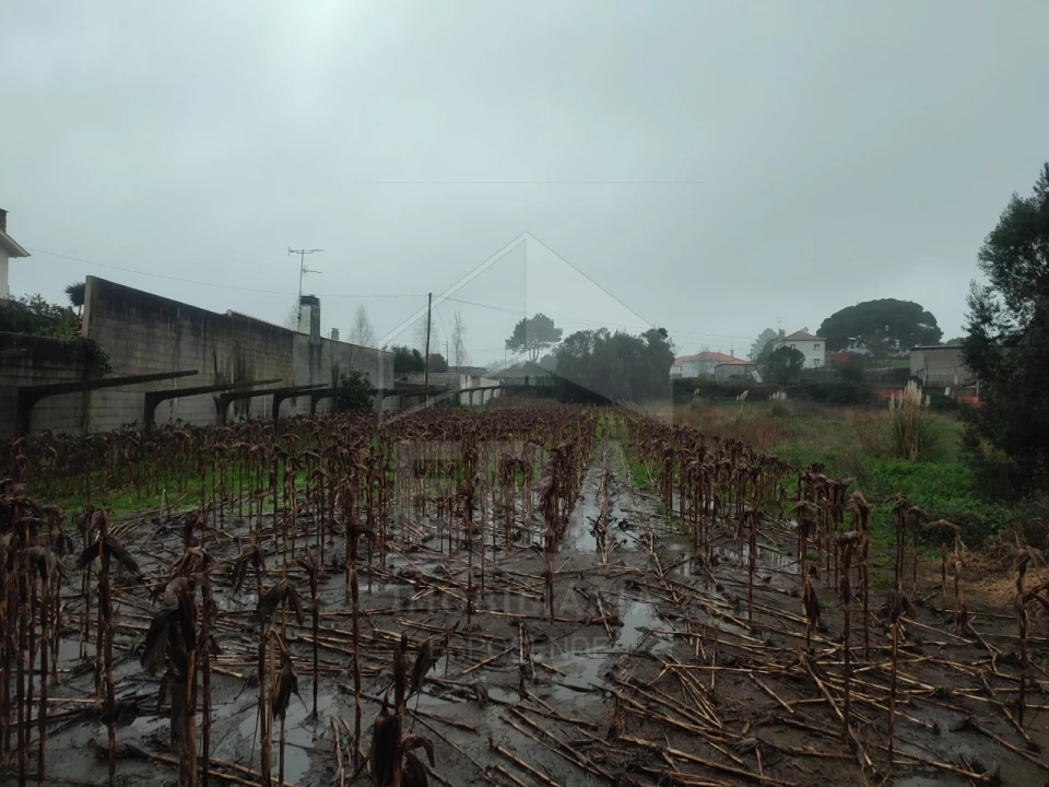 Terreno para Venda em Forjães Foto 2