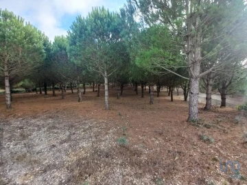 Terreno para Venda em Lamas e Cercal