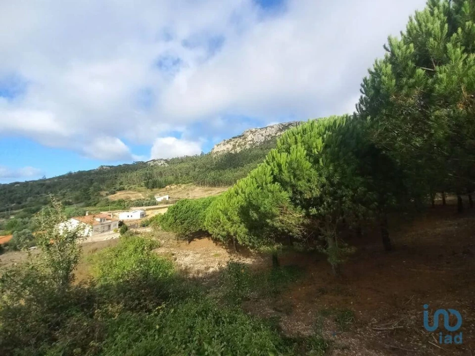 Terreno para Venda em Lamas e Cercal Foto 10