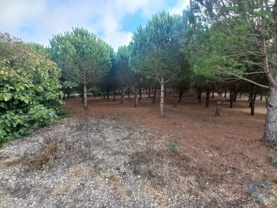 Terreno para Venda em Lamas e Cercal Foto 5
