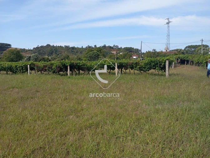 Terreno para Venda em Monção e Troviscoso Foto 5