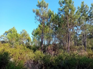 Terreno para Venda em Sesimbra (Castelo)
