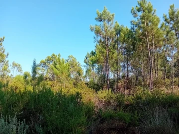 Terreno para Venda em Sesimbra (Castelo)