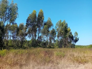 Terreno para Venda em Sesimbra (Castelo)