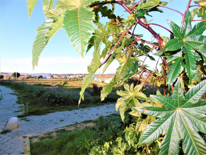 Terreno para Venda em Odiaxere Foto 2