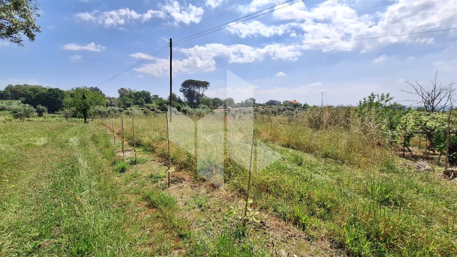 Terreno Agricola ou Rústico para Venda em Lajeosa do Dão Foto 3