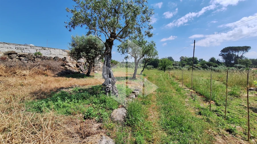 Terreno Agricola ou Rústico para Venda em Lajeosa do Dão Foto 2