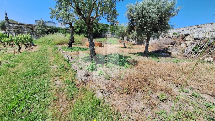 Terreno Agricola ou Rústico para Venda em Lajeosa do Dão Foto 9