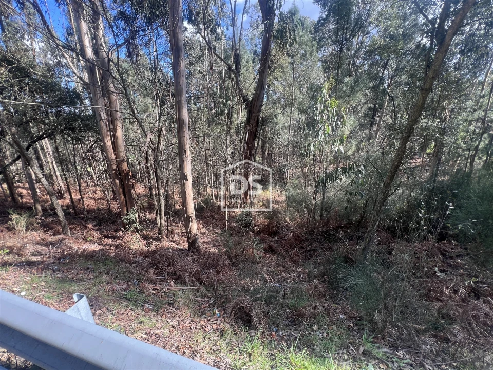 Terreno para Venda em Sobreira Foto 11