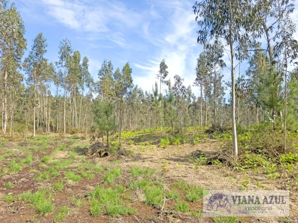 Terreno para Venda em Nogueira, Meixedo e Vilar de Murteda Foto 7