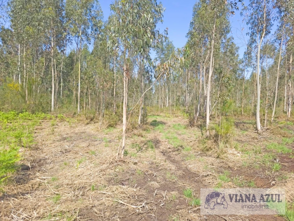 Terreno para Venda em Nogueira, Meixedo e Vilar de Murteda Foto 8