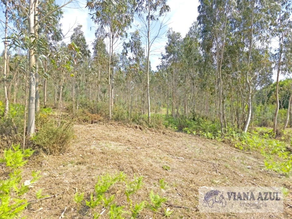 Terreno para Venda em Nogueira, Meixedo e Vilar de Murteda Foto 11