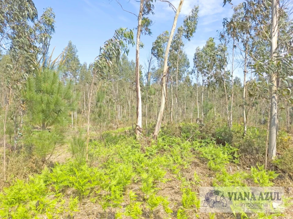 Terreno para Venda em Nogueira, Meixedo e Vilar de Murteda Foto 12