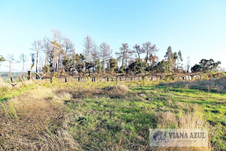 Quinta T3 para Venda em Ceivães e Badim Foto 15