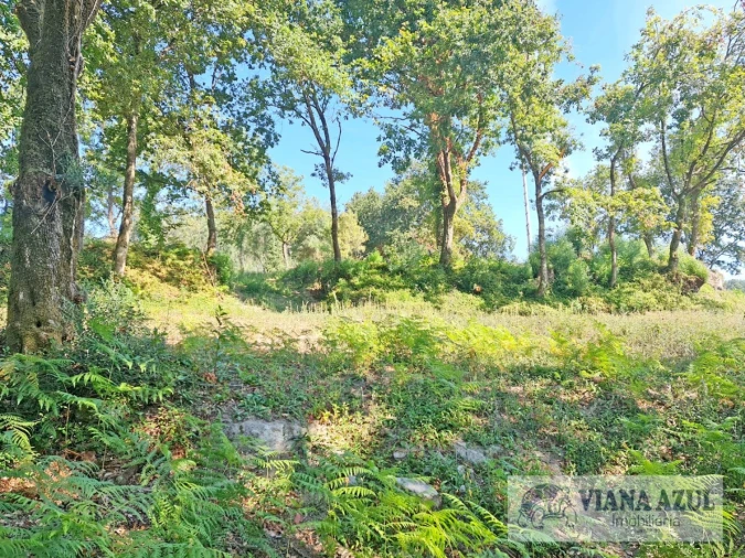 Quinta T13 para Venda em Távora (Santa Maria e São Vicente) Foto 13