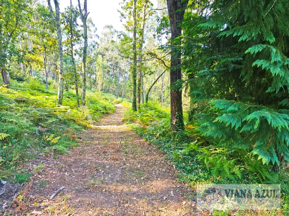 Quinta T3 para Venda em Reboreda e Nogueira Foto 18