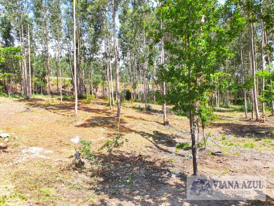 Terreno Comércio / Armazém para Venda em Cardielos e Serreleis Foto 7