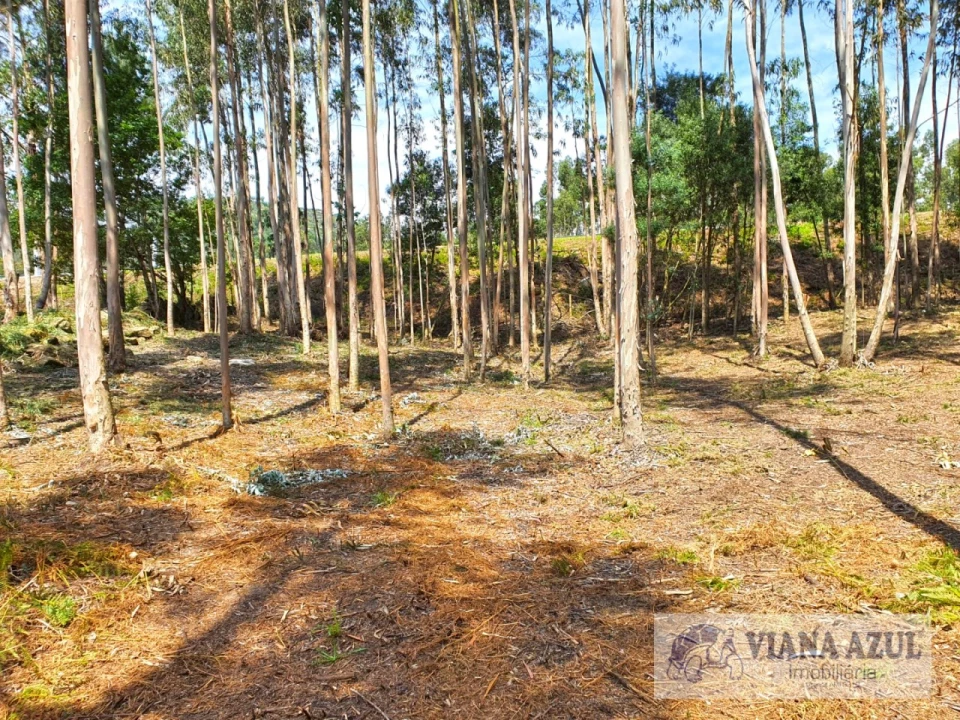 Terreno Comércio / Armazém para Venda em Cardielos e Serreleis Foto 9
