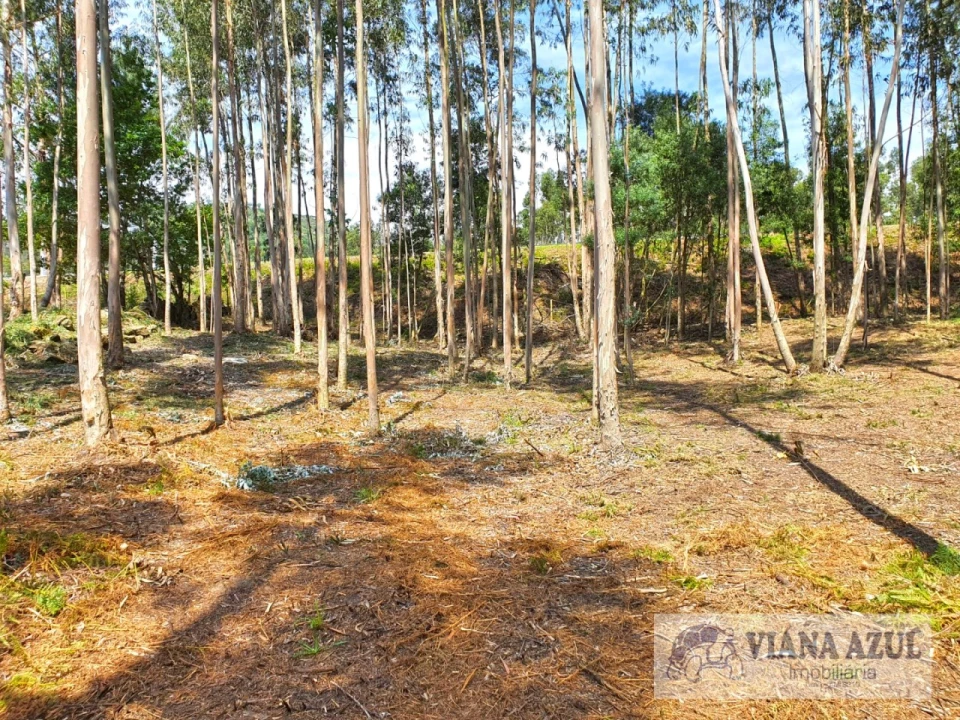 Terreno Comércio / Armazém para Venda em Cardielos e Serreleis Foto 10