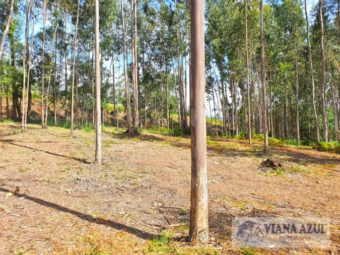 Terreno Comércio / Armazém para Venda em Cardielos e Serreleis Foto 5