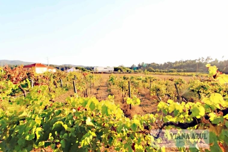 Quinta T8 para Venda em Cardielos e Serreleis Foto 45