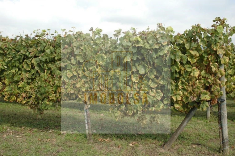 Quinta T4 para Venda em Cruz Foto 6