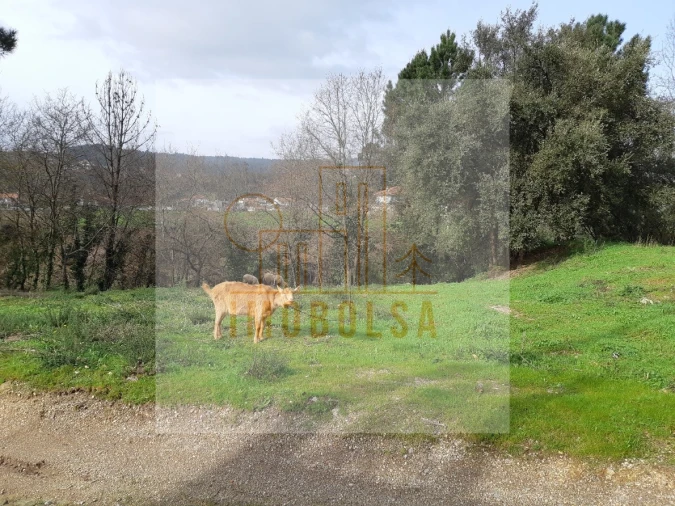 Terreno para Venda em Sequeade e Bastuço (São João e Santo Estêvão) Foto 8