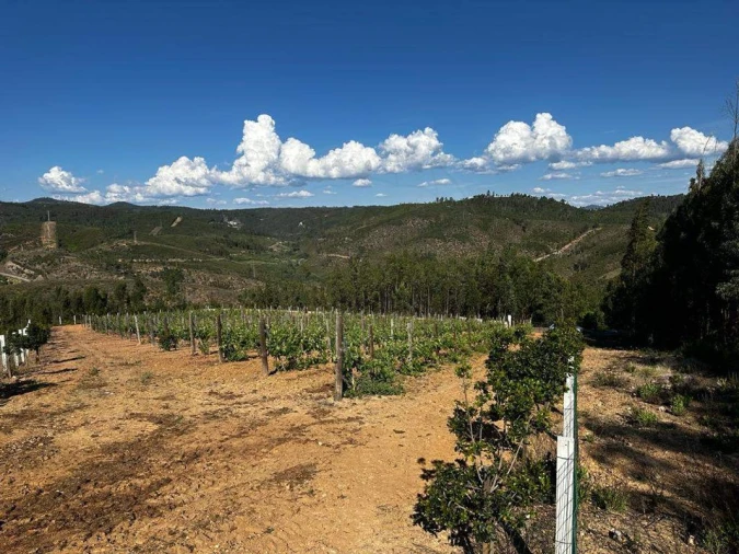 Terreno para Venda em Vila de Rei Foto 9