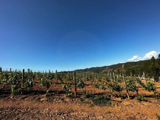 Terreno para Venda em Vila de Rei Foto 11