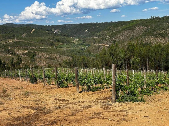 Terreno para Venda em Vila de Rei Foto 12