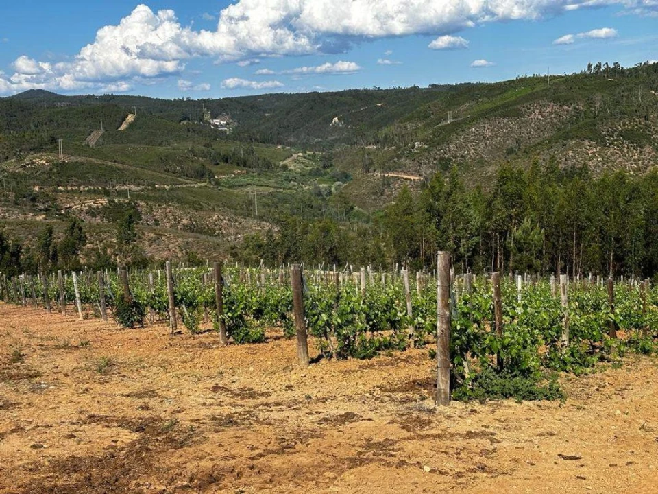 Terreno para Venda em Vila de Rei Foto 12