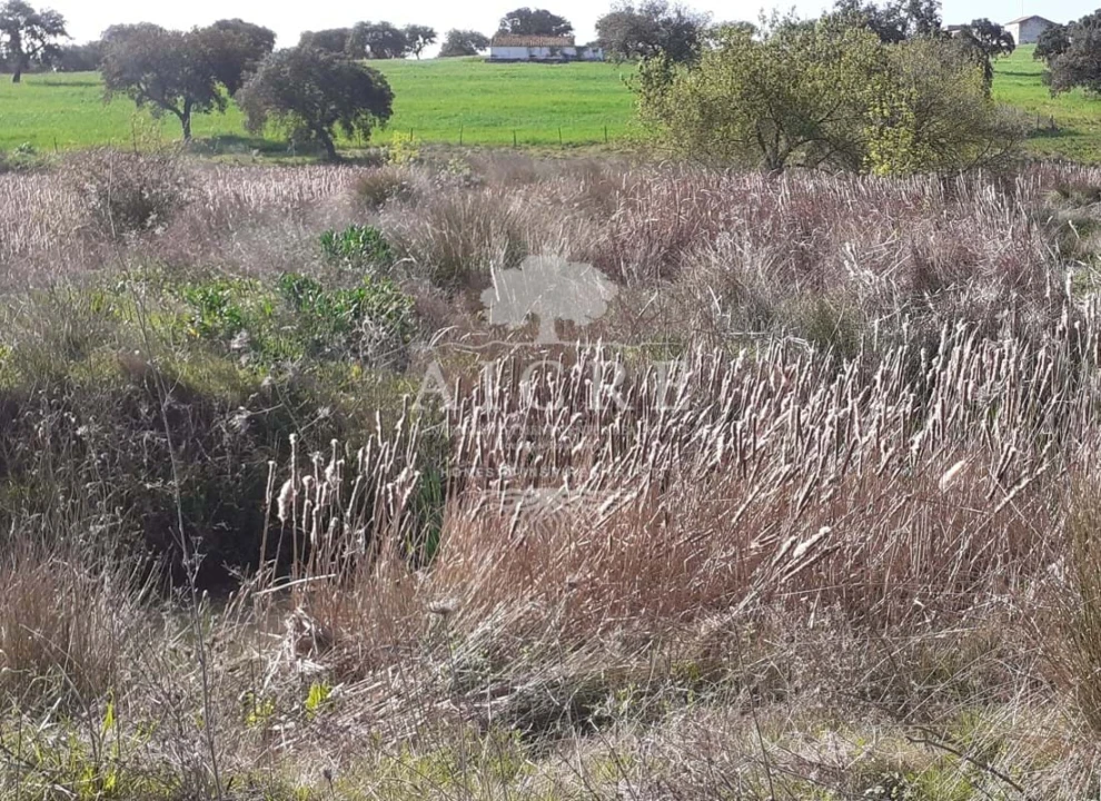 Terreno para Venda em Ferreira do Alentejo e Canhestros Foto 10