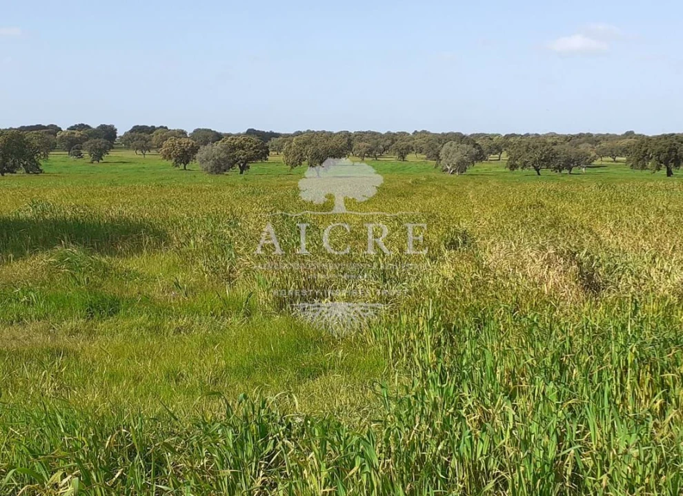 Terreno para Venda em Ferreira do Alentejo e Canhestros Foto 6