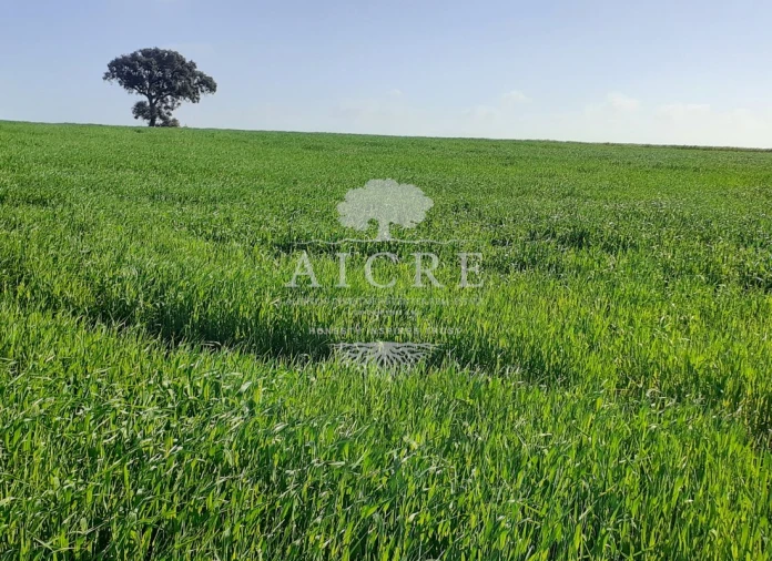 Terreno para Venda em Ferreira do Alentejo e Canhestros Foto 16