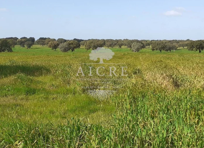 Terreno para Venda em Ferreira do Alentejo e Canhestros Foto 6