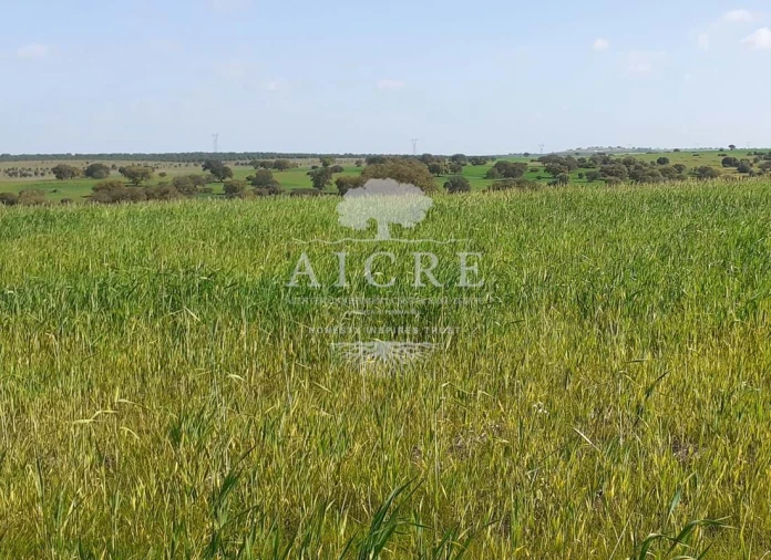 Terreno para Venda em Ferreira do Alentejo e Canhestros Foto 7