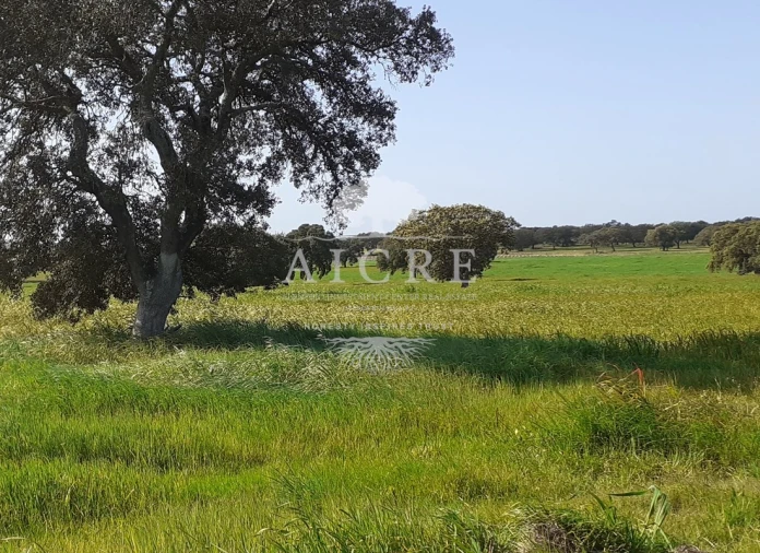 Terreno para Venda em Ferreira do Alentejo e Canhestros Foto 5