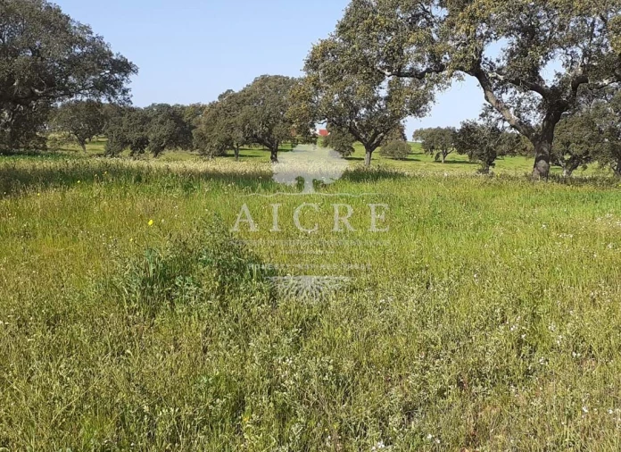 Terreno para Venda em Ferreira do Alentejo e Canhestros