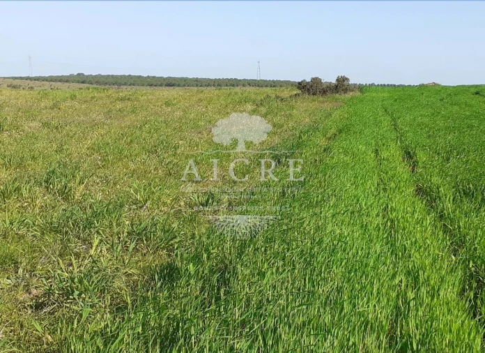 Terreno para Venda em Ferreira do Alentejo e Canhestros Foto 15