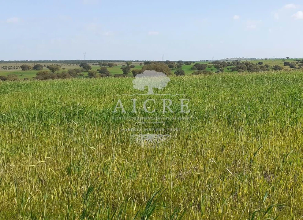 Terreno para Venda em Ferreira do Alentejo e Canhestros Foto 7