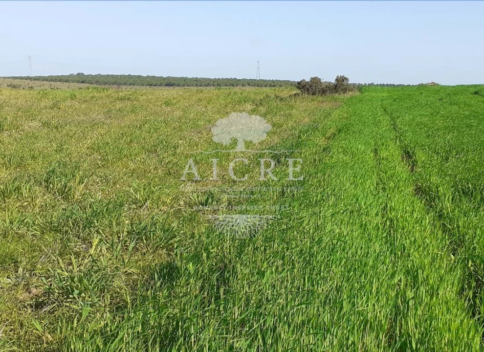 Terreno para Venda em Ferreira do Alentejo e Canhestros Foto 15
